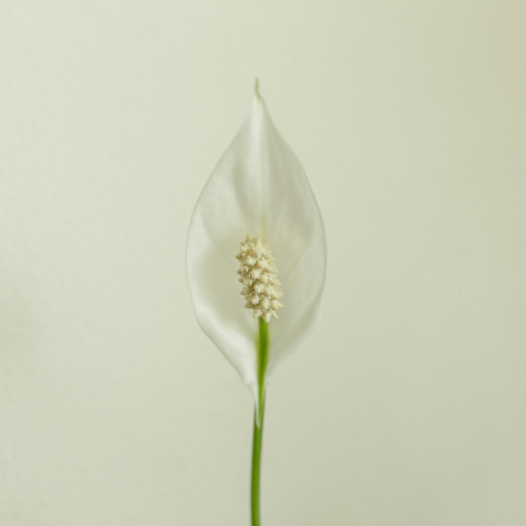 Ästhetische Behandlungen